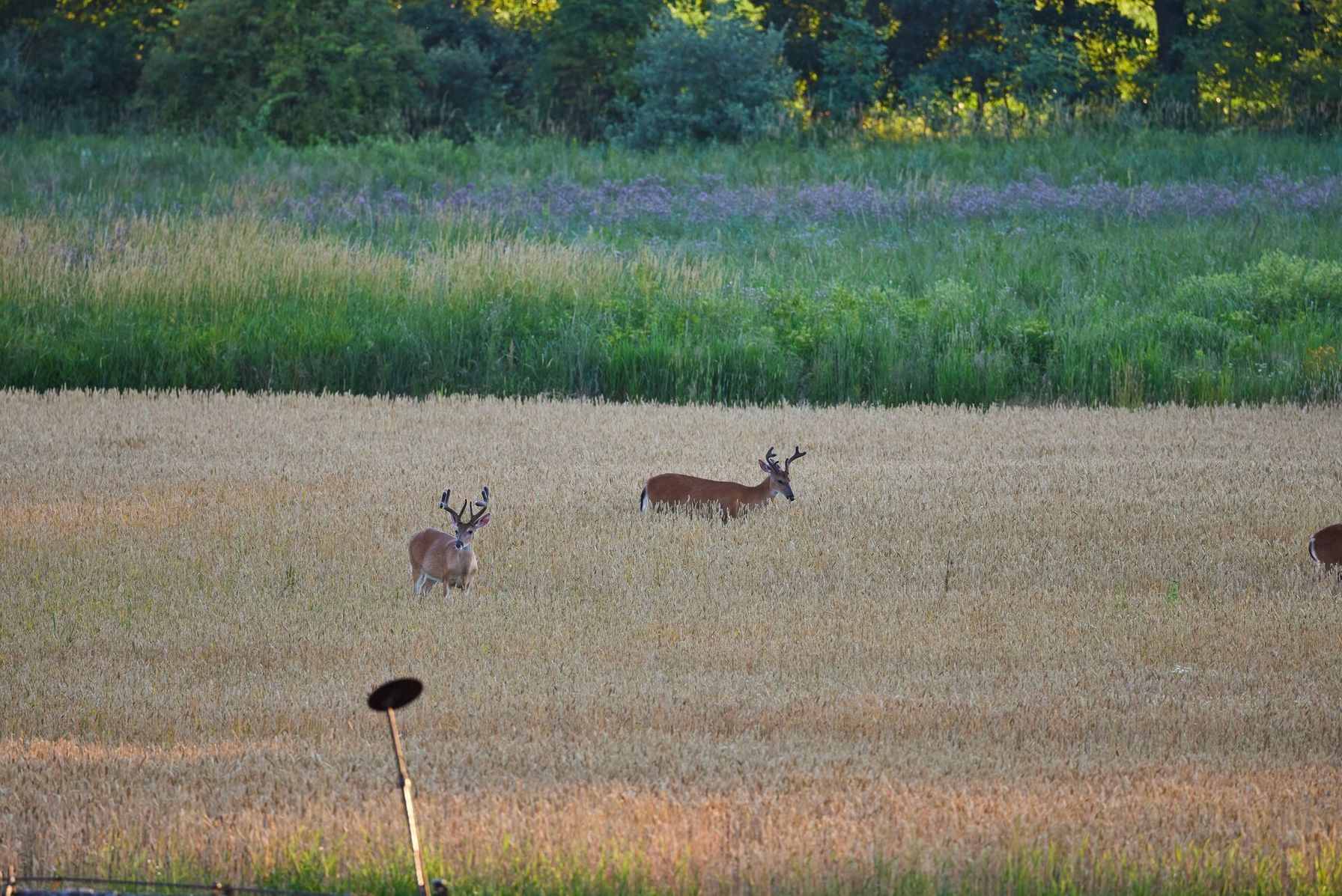Two buck deer grazing in a field, what do deer eat concept.