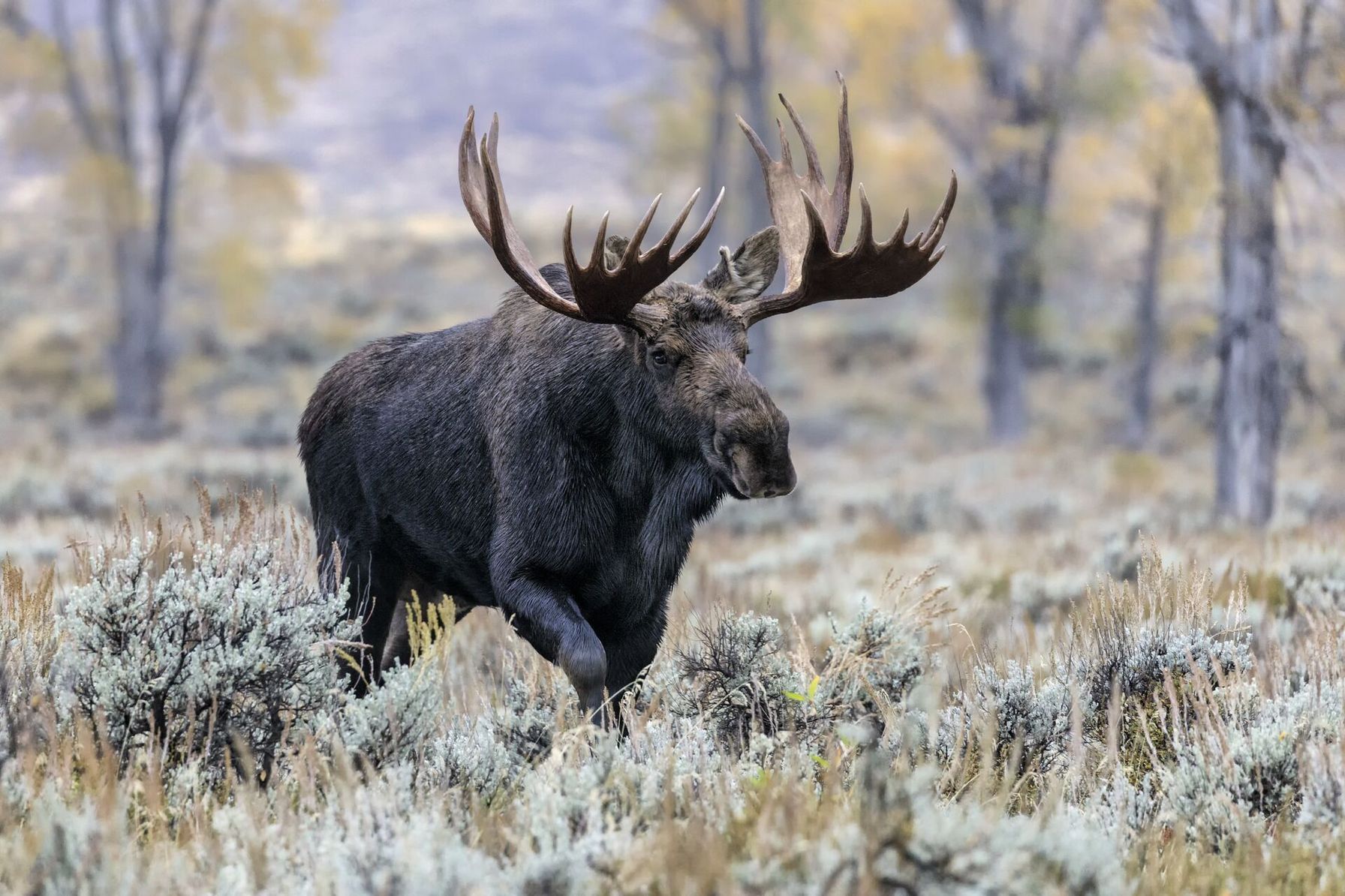 A moose walks through a field, hunt in Wyoming concept.