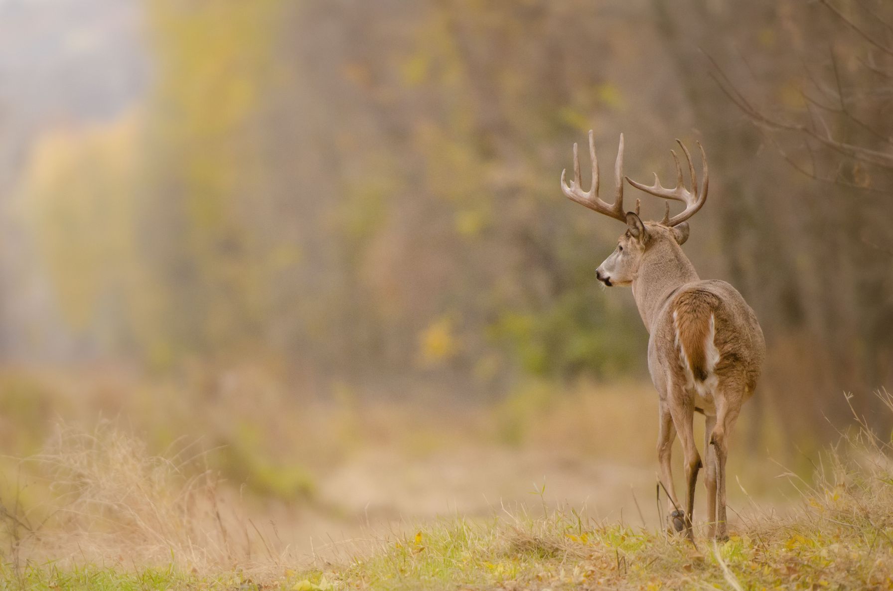 A whitetail buck walking along a dirt path near woods, favorite venison dishes after hunting concept.