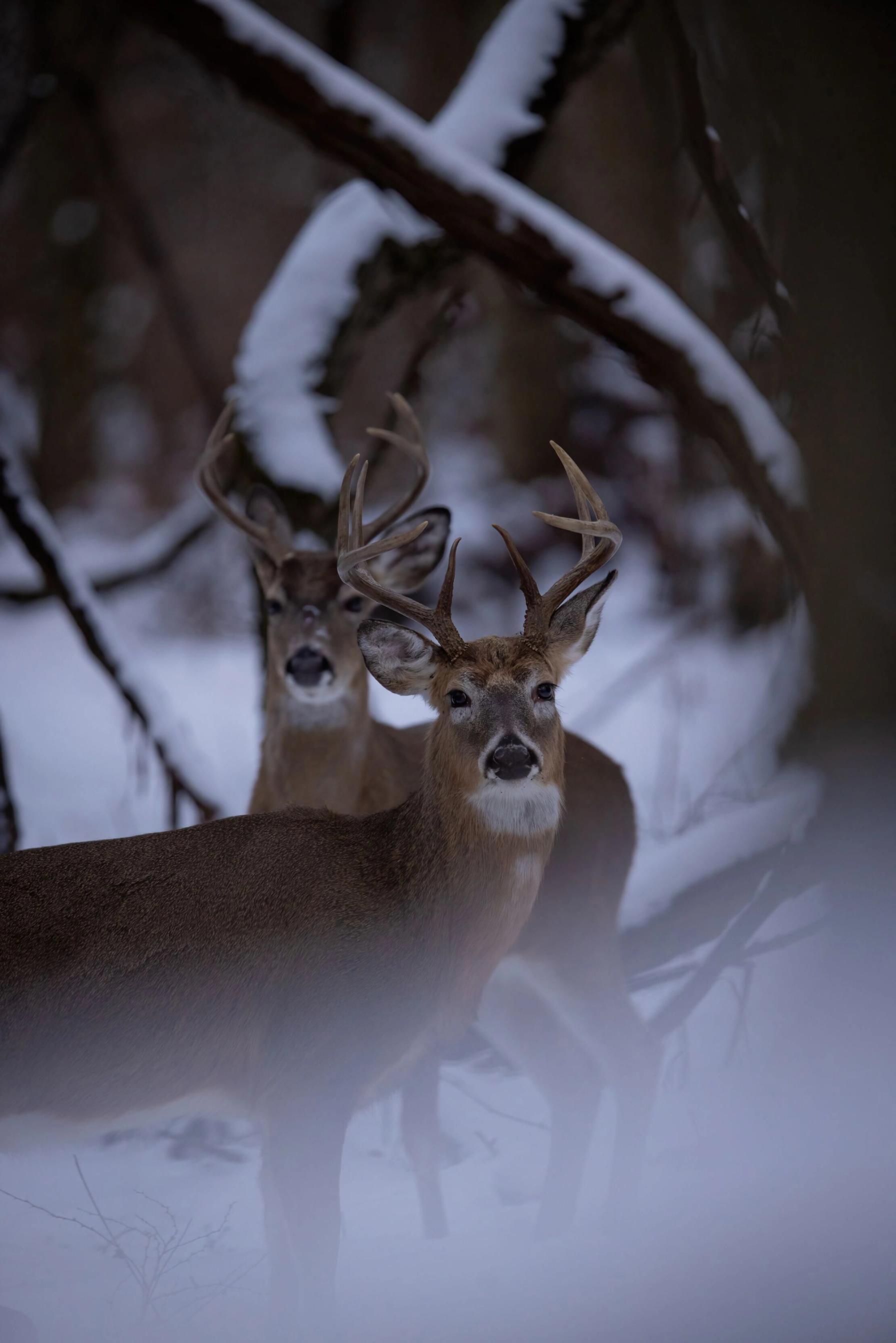 FGBLOG two buck deer in snowy woods.jpeg