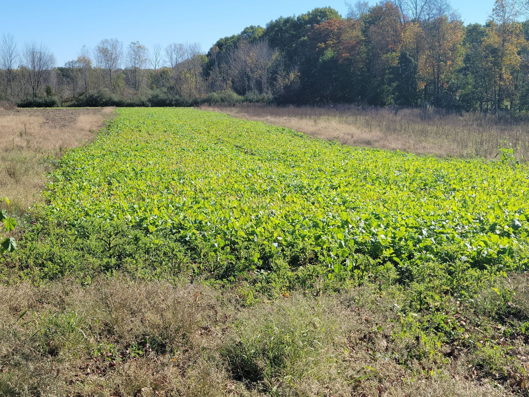A green food plot for deer.