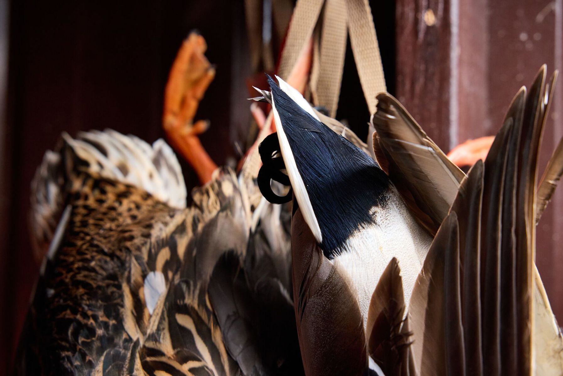 Ducks hanging in blind after waterfowl hunt.
