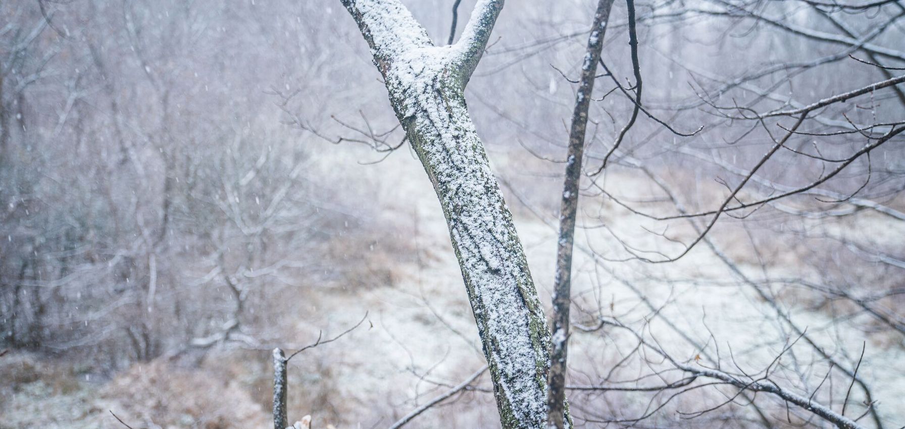 Snow on trees, deer hunting in December concept.
