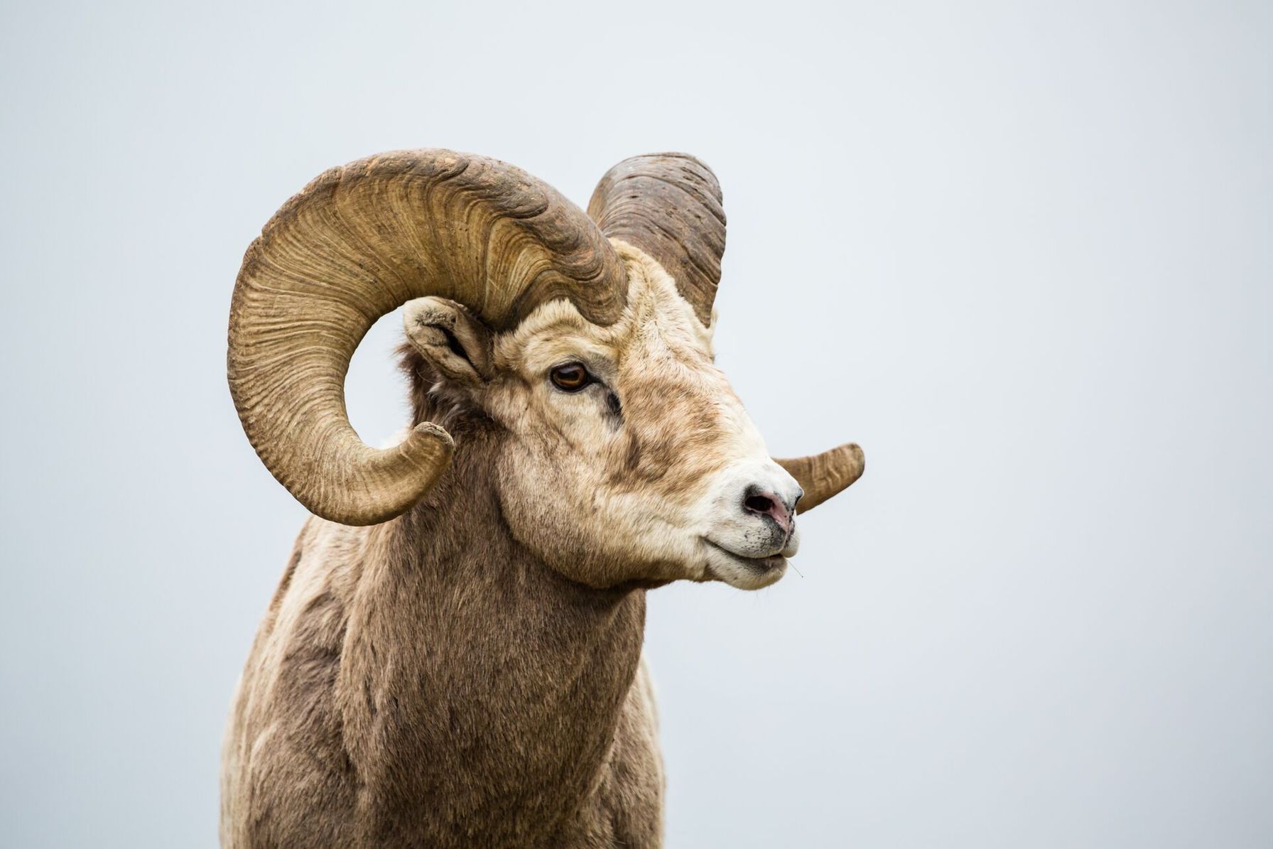 Close-up of a bighorn sheep looking to the right.