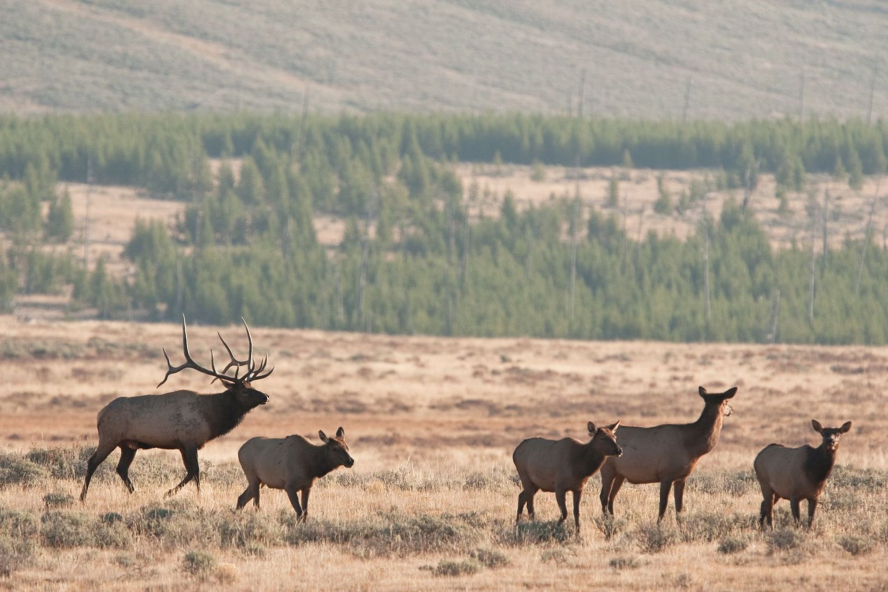 Elk herd in a clearing, why do elk bugle concept.