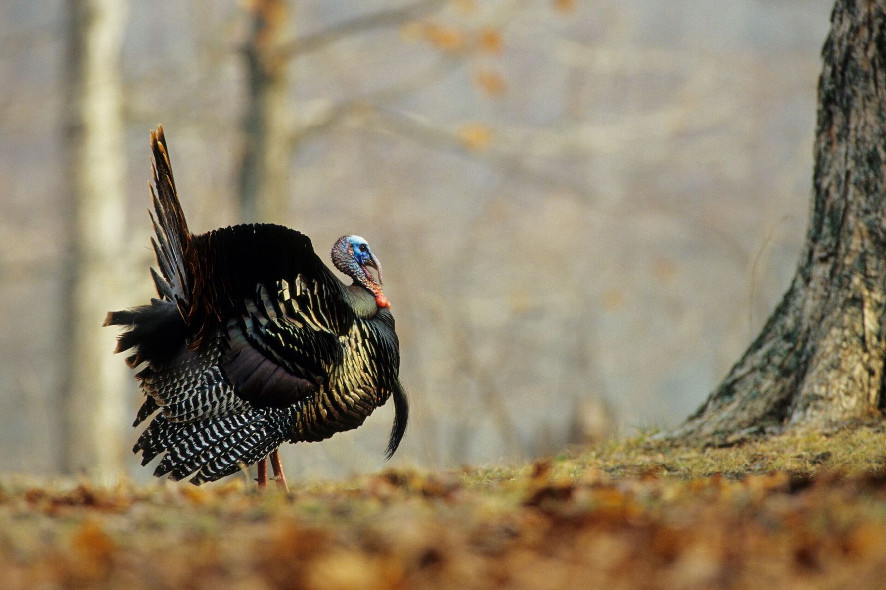 Eastern turkey near a tree, Virginia turkey hunting concept.