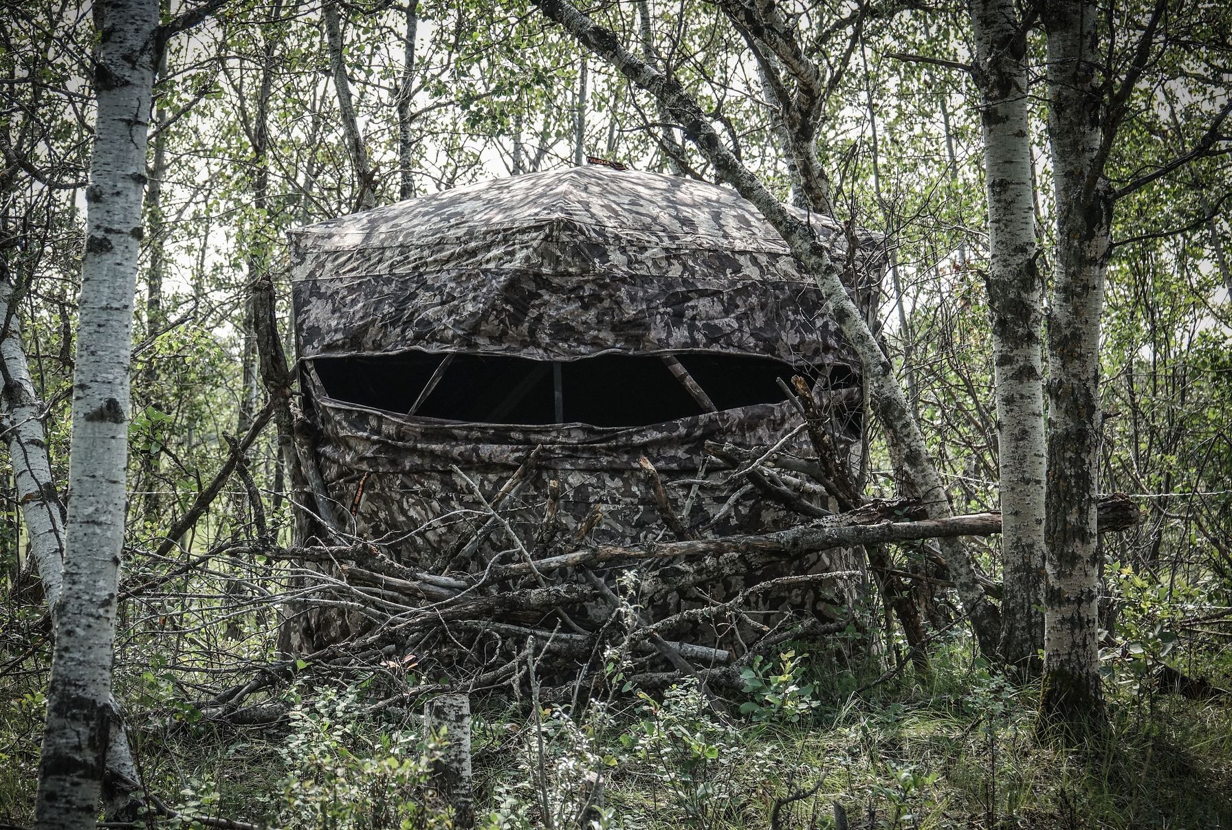 A hunting blind in the woods, California turkey season concept.