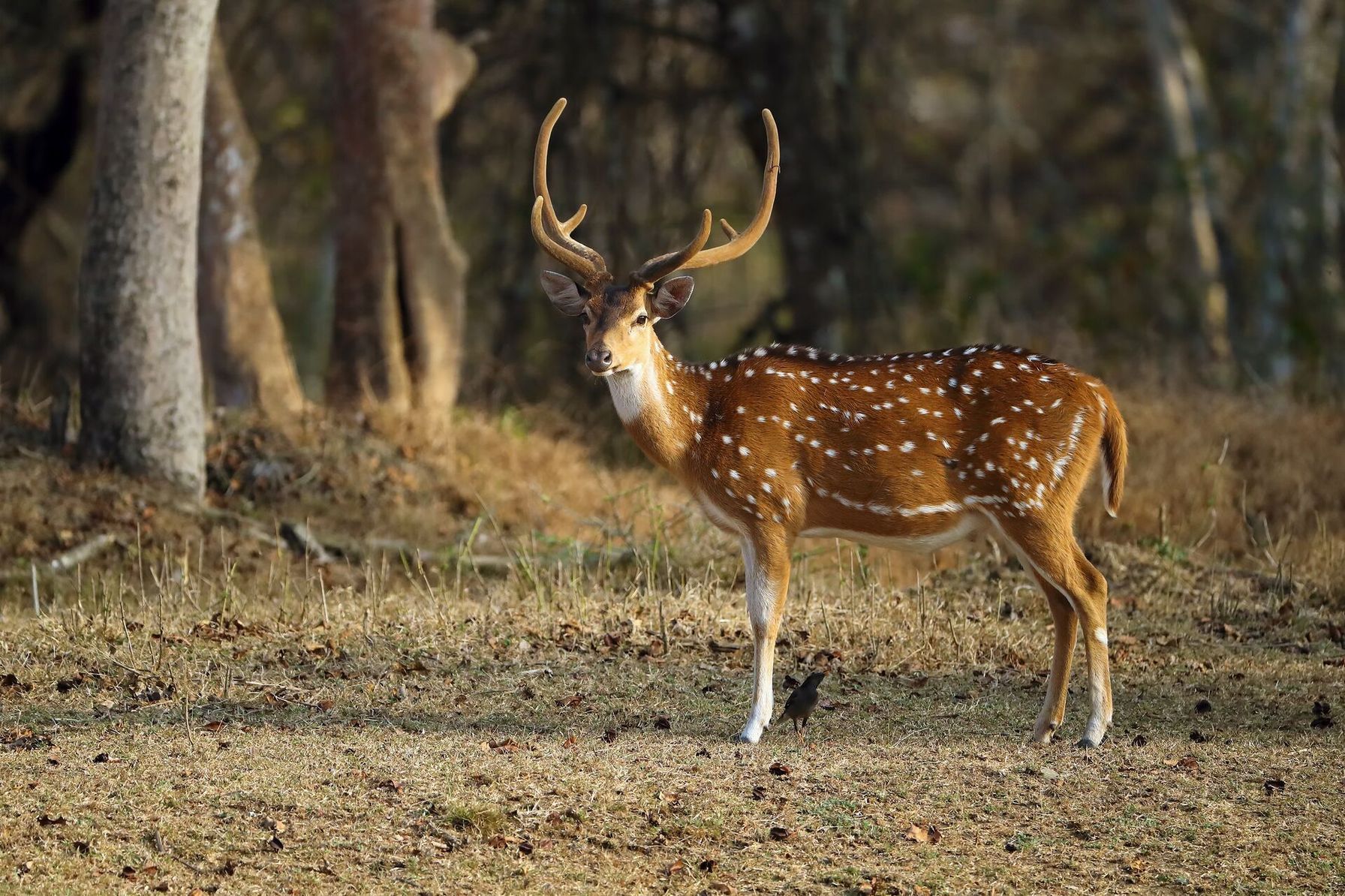 An axis deer buck stands near trees, Hawaii hunting concept.
