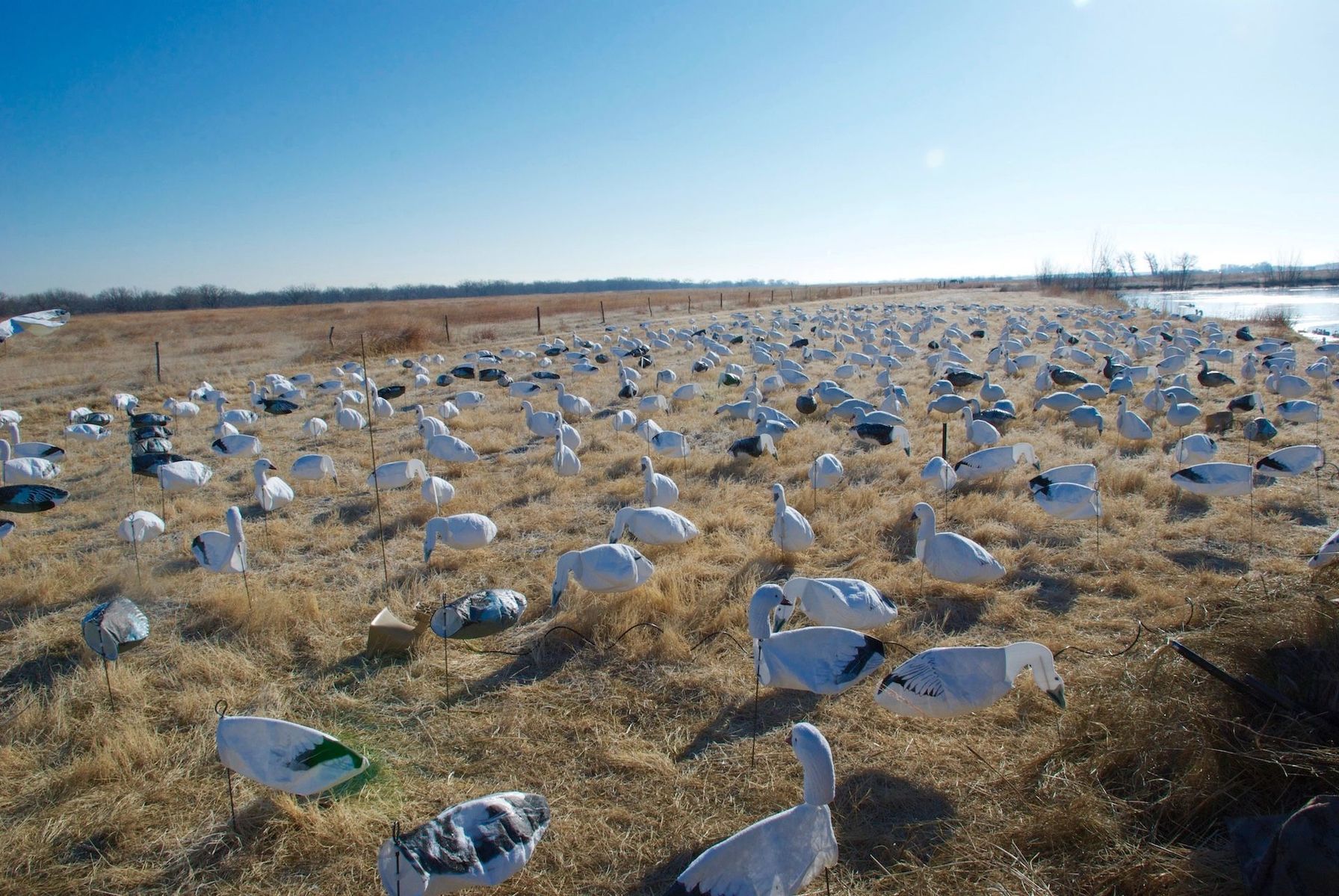 Snow goose decoys near water, represents snow goose hunting tips Missouri.