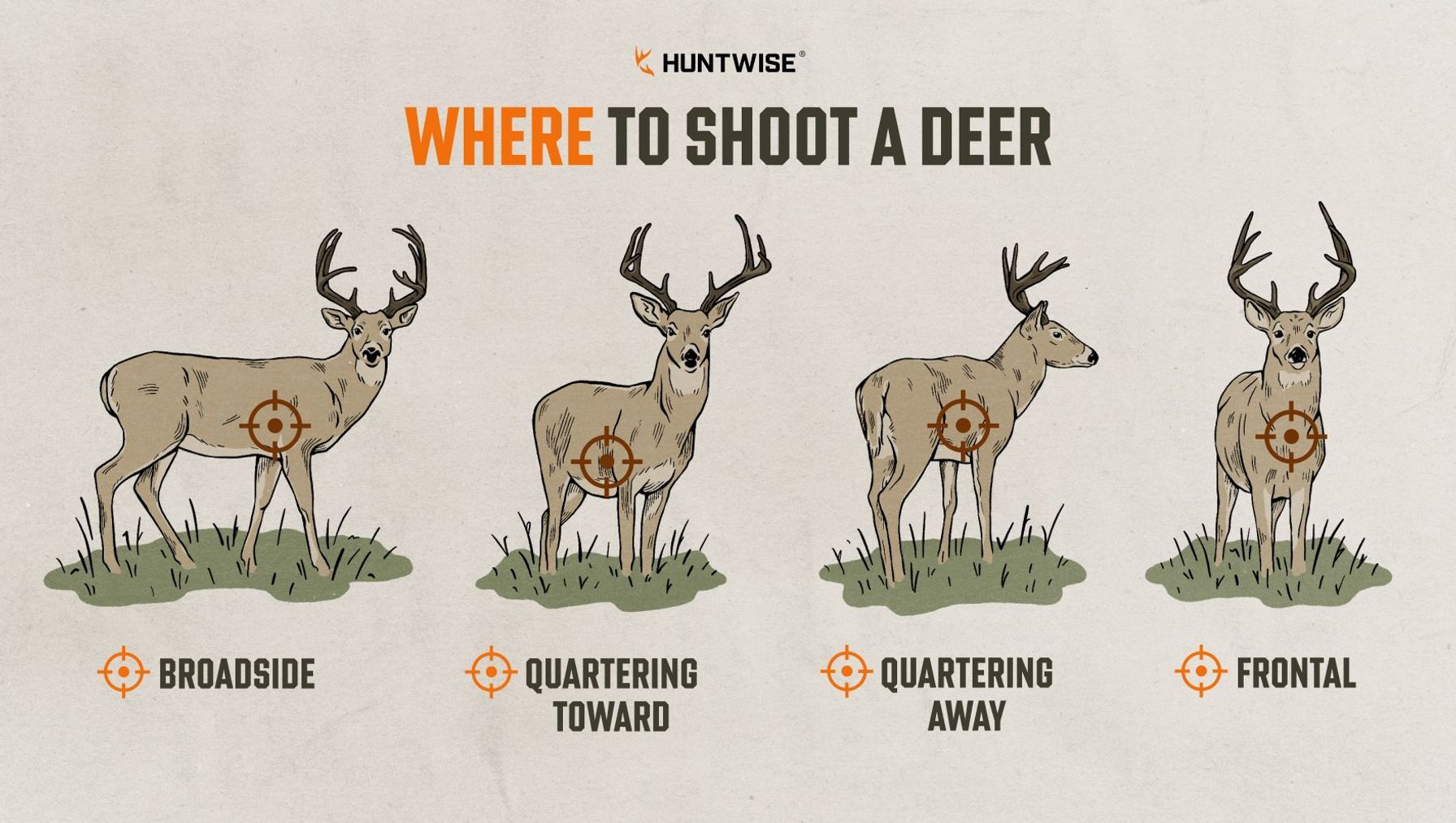 Graphic showing four shot placements, where to shoot a deer concept.