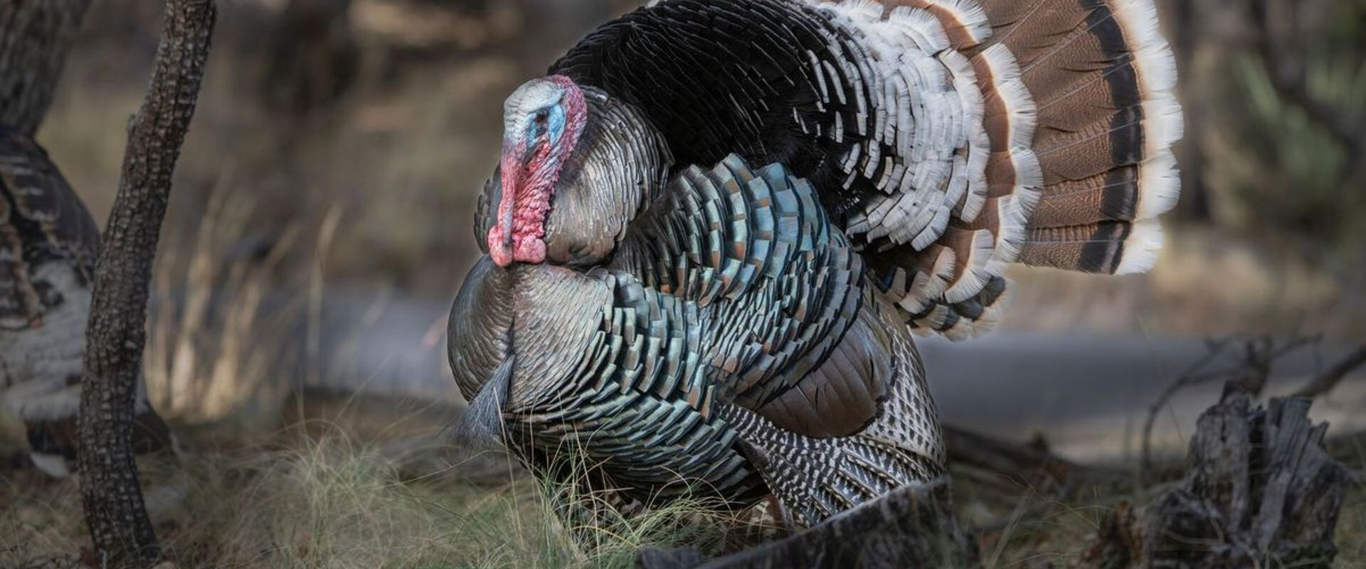 Isolated photo of a Gould's turkey, all about this turkey species concept.