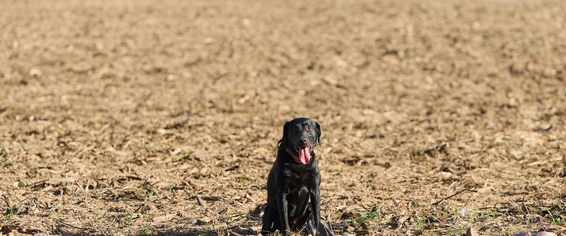 Dog sits with line of waterfowl after hunt, public waterfowl hunting land in Texas concept.