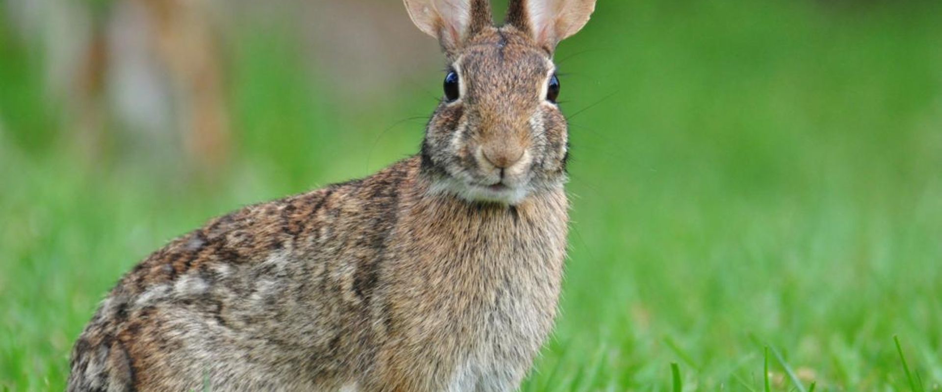 A rabbit in the grass, best times to hunt rabbit concept.
