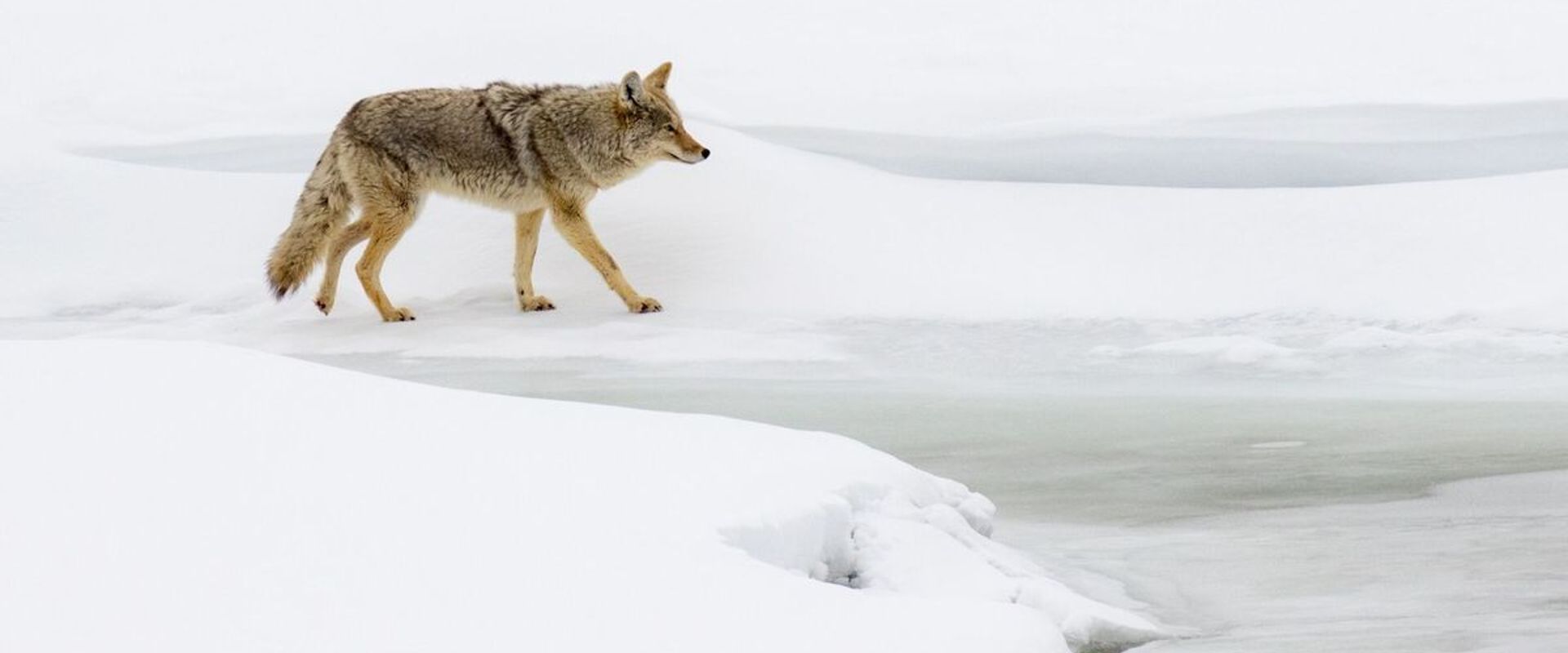 Coyote walks on frozen ground, coyote hunting tips concept.