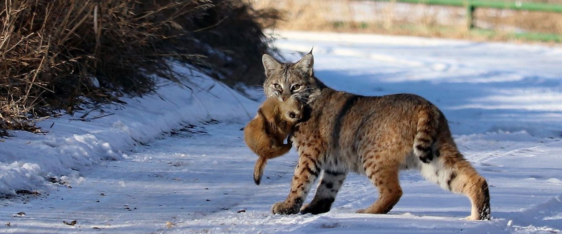 Bobcat with animal in its mouth, hunting and trapping bobcat concept.