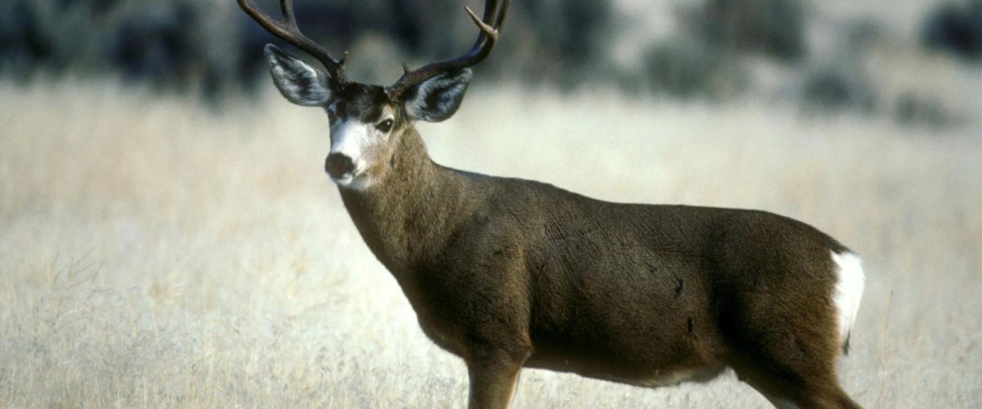 A mule deer in the field, mule deer hunting concept.