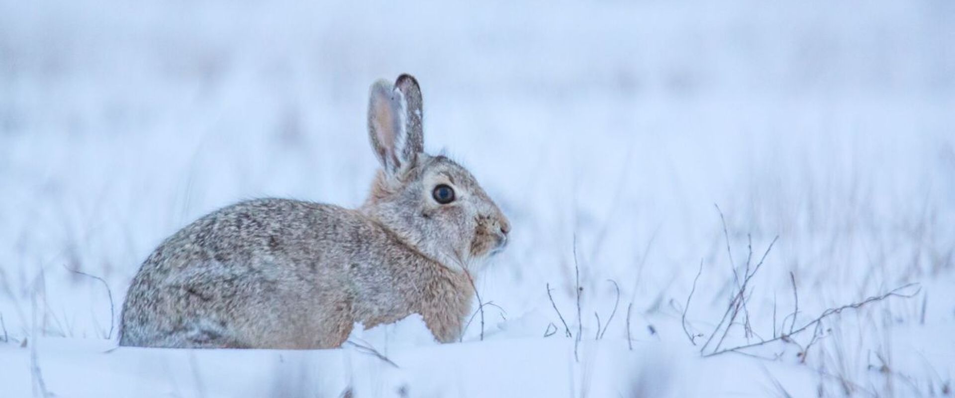 A rabbit sits in the snow, rabbit hunting season concept.