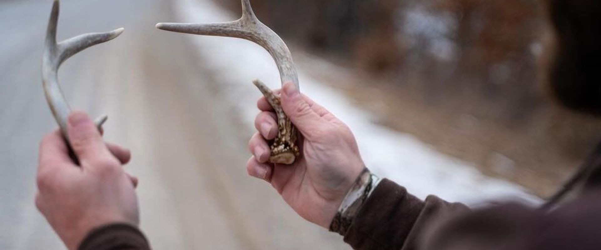 Close-up of hands holding antlers after shed hunting.