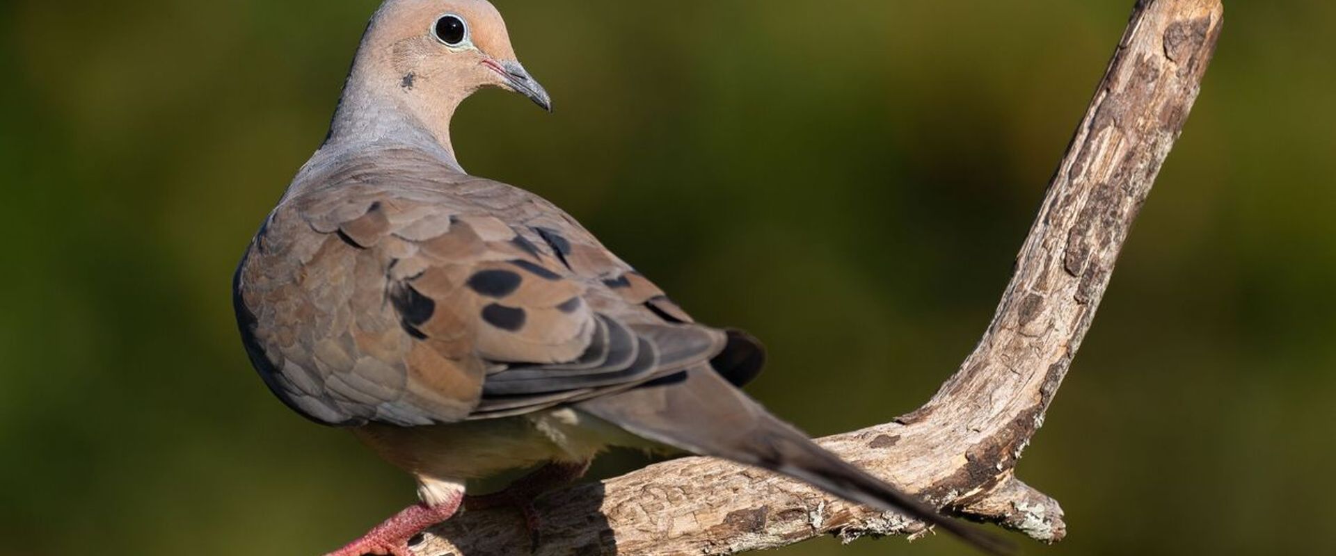 A dove perched on a branch, dove season Texas concept