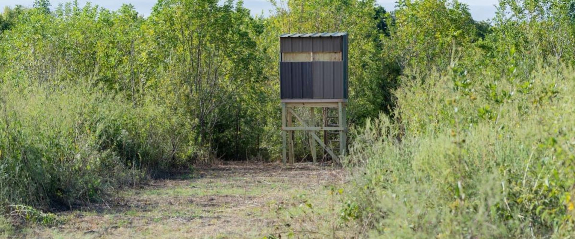 A DIY hunting blind in the woods, how to build a ground blind concept.