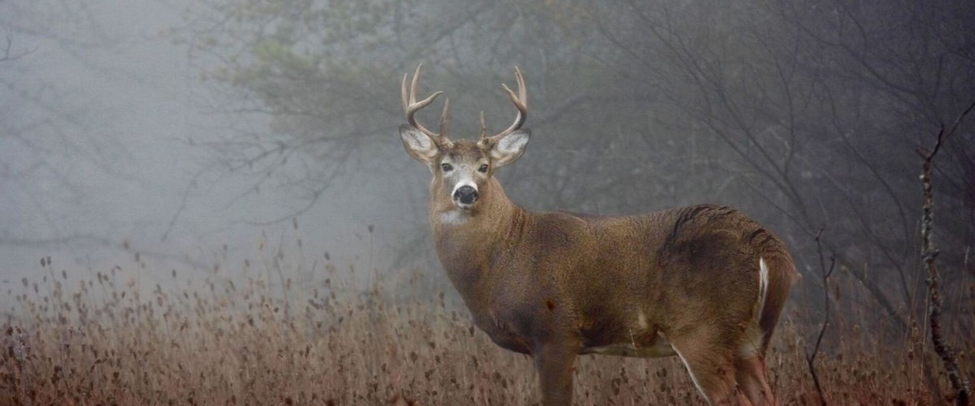 A whitetail buck in cloudy, foggy weather, understanding barometric pressure for hunting concept.