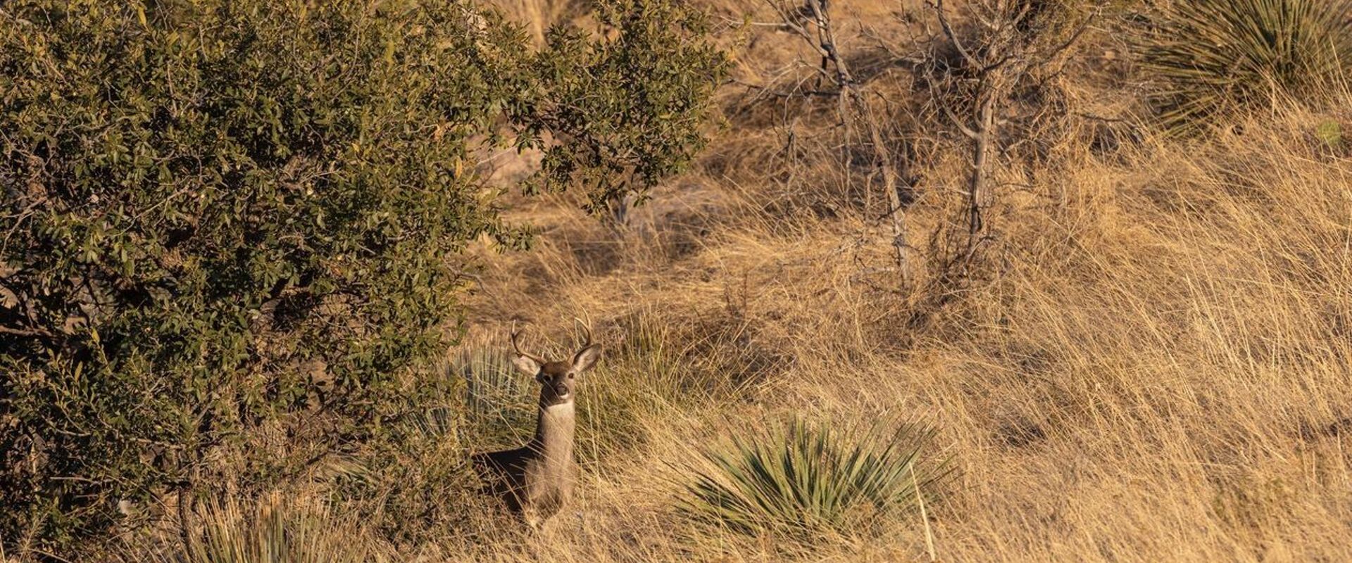 A coues deer in the brush, Arizona coues deer hunting concept.
