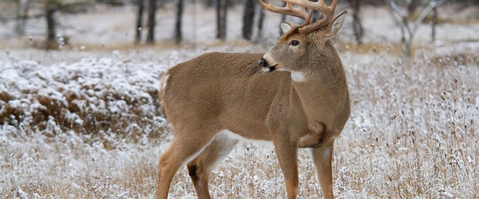 A whitetail buck in a wintery field, Minnesota deer hunting season concept.