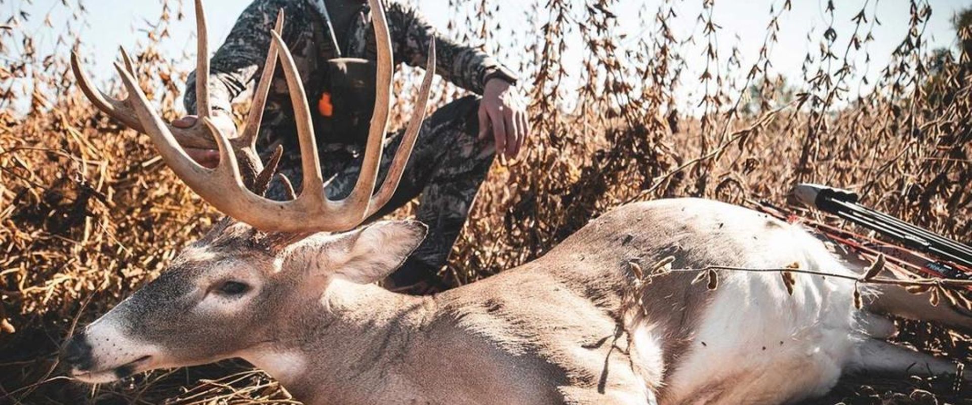 A hunter with a deer after a kill shot, hunting whitetail deer concept.