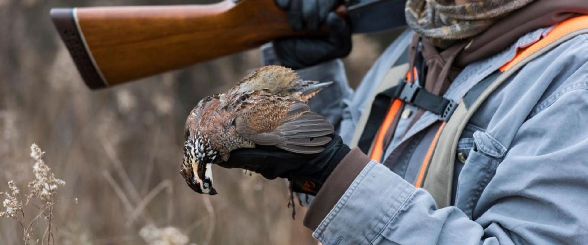 Young hunter with shotgun holds quail, quail hunting tip concept.