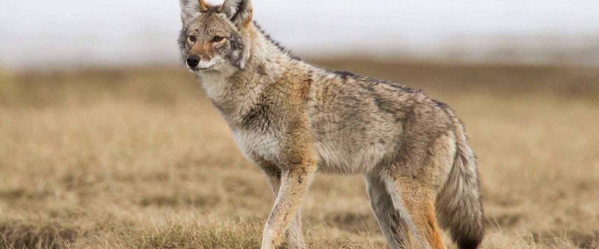 A coyote on alert in a field, coyote hunting concept.