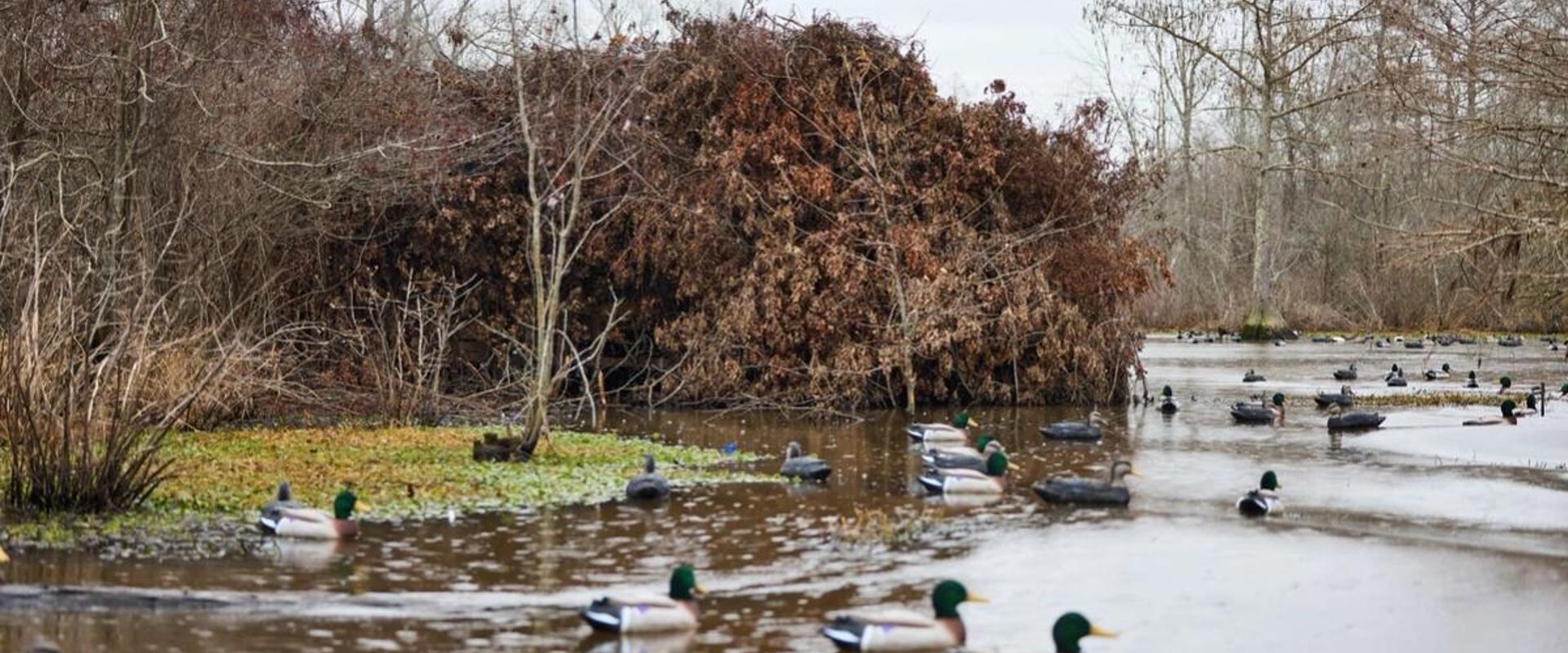 Several duck decoys on the water, what is decoy hunting concept.