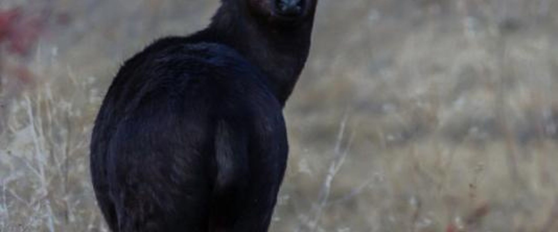 Isolated image of a black deer in a field.
