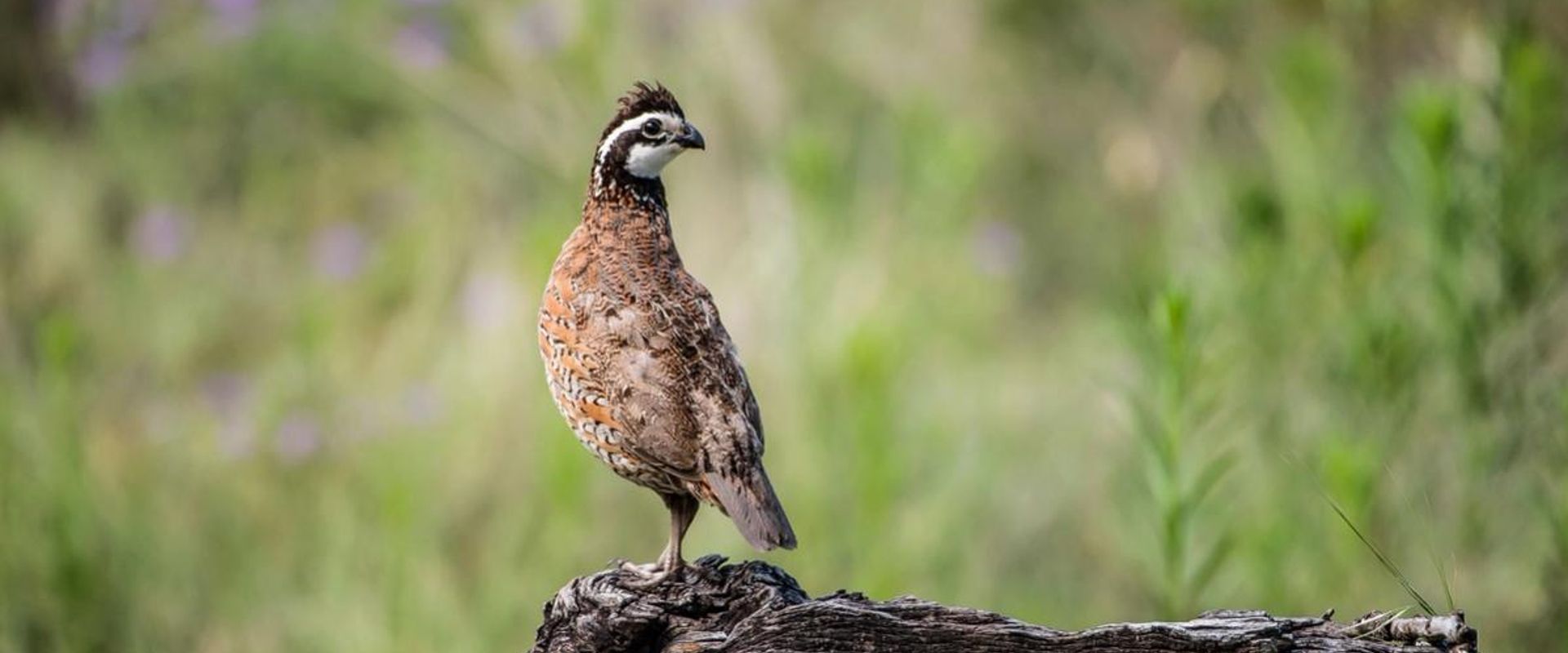 A quail stands on a log, calling quail for hunting concept.