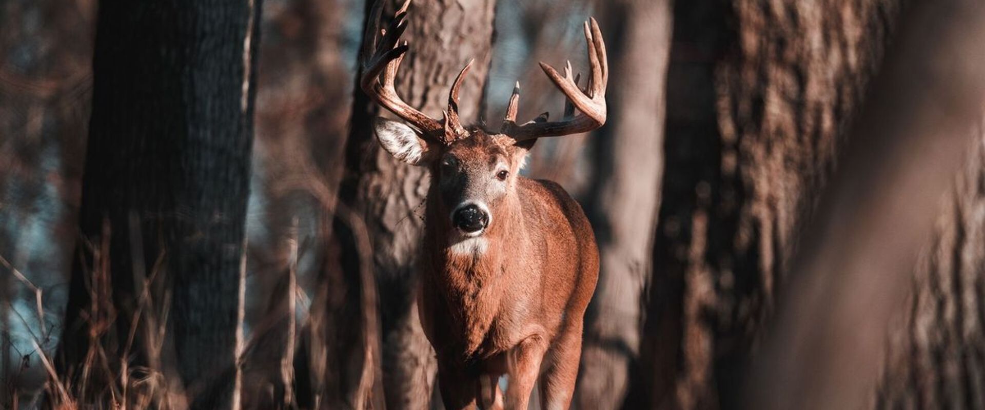 A buck deer in the woods, how to process a deer concept.