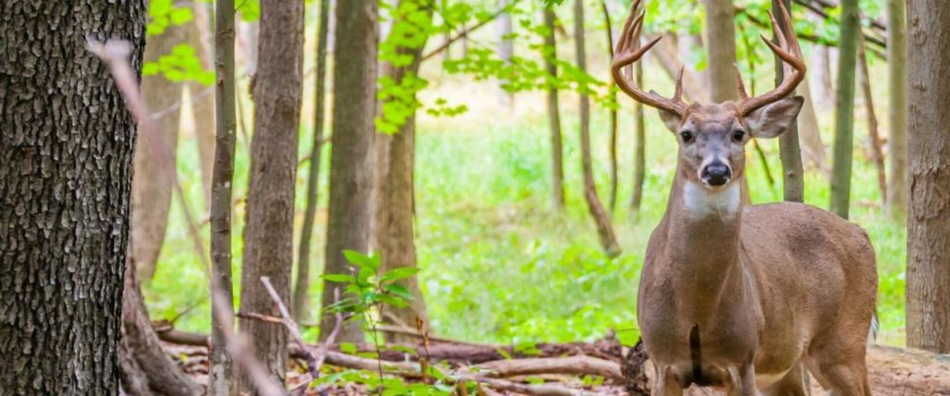A whitetail deer in the woods, Mississippi deer season concept