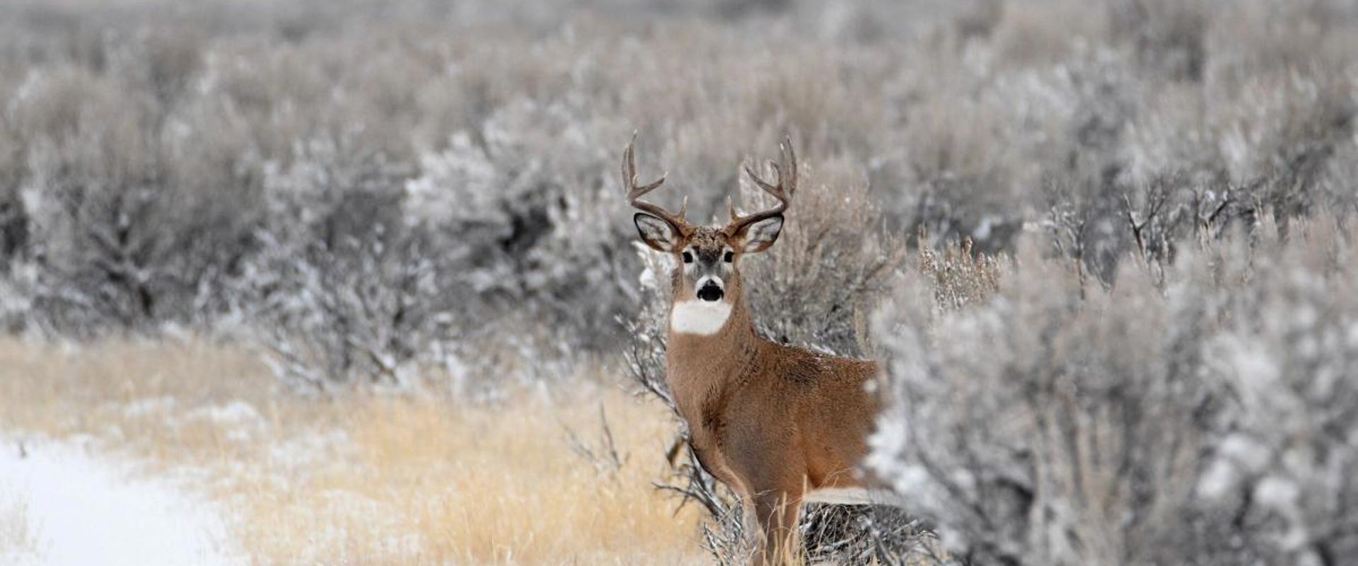 A deer at the edge of water and brush, late-season hunting with a muzzleloader concept.
