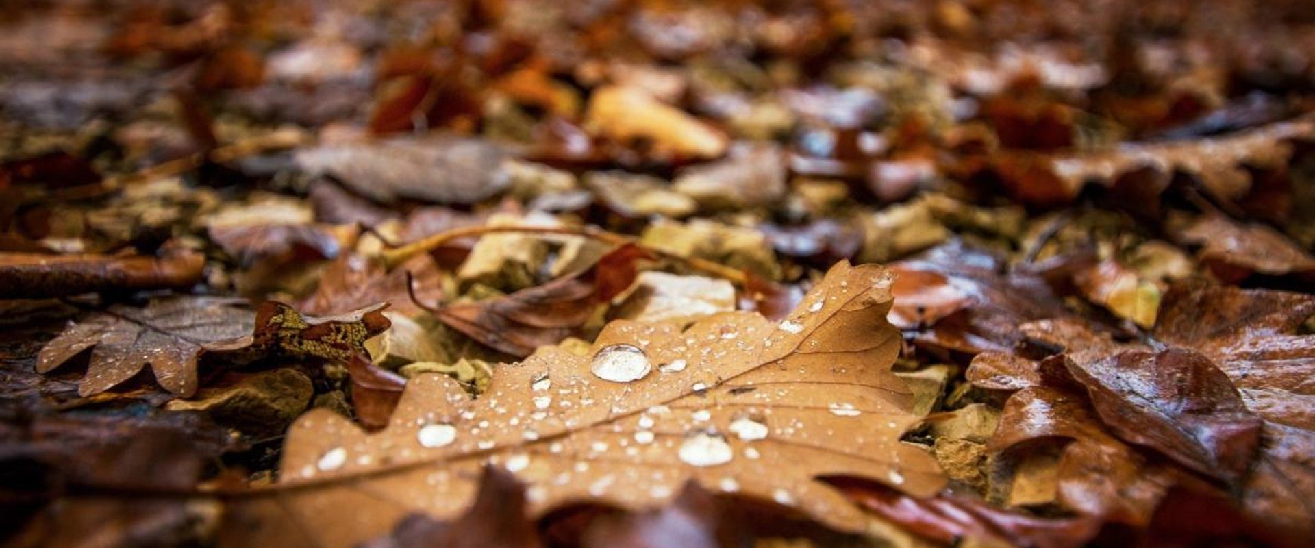 Close-up of wet leaves on the ground, tips for hunting whitetail in the rain