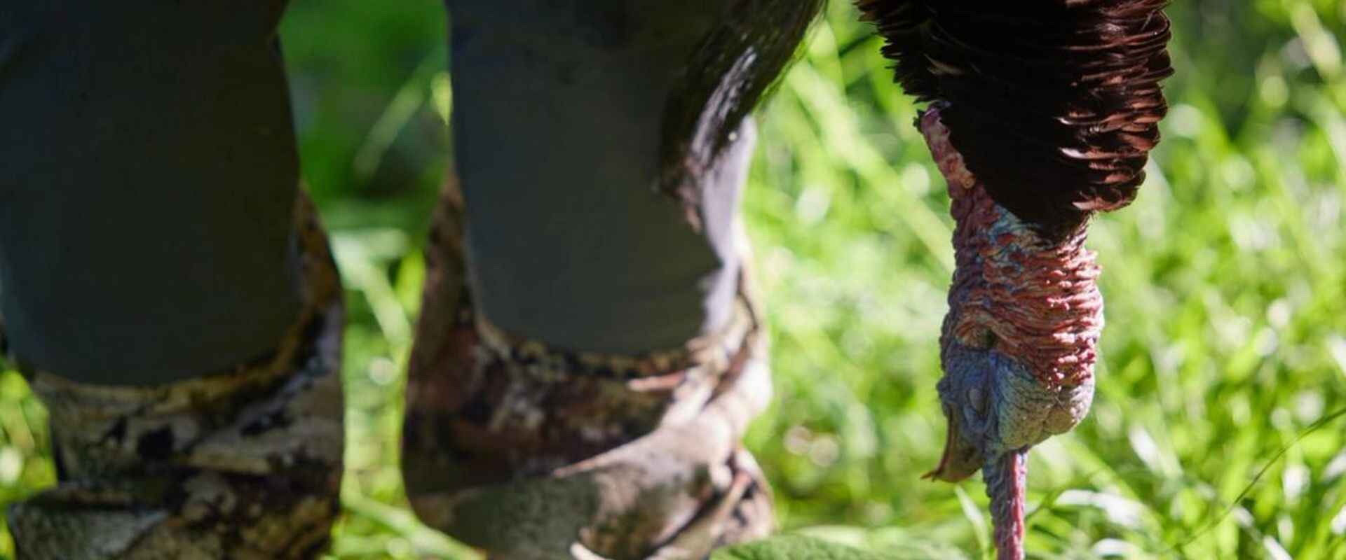 Close-up of a turkey's head hanging down near a hunter's boots, turkey hunting concept.