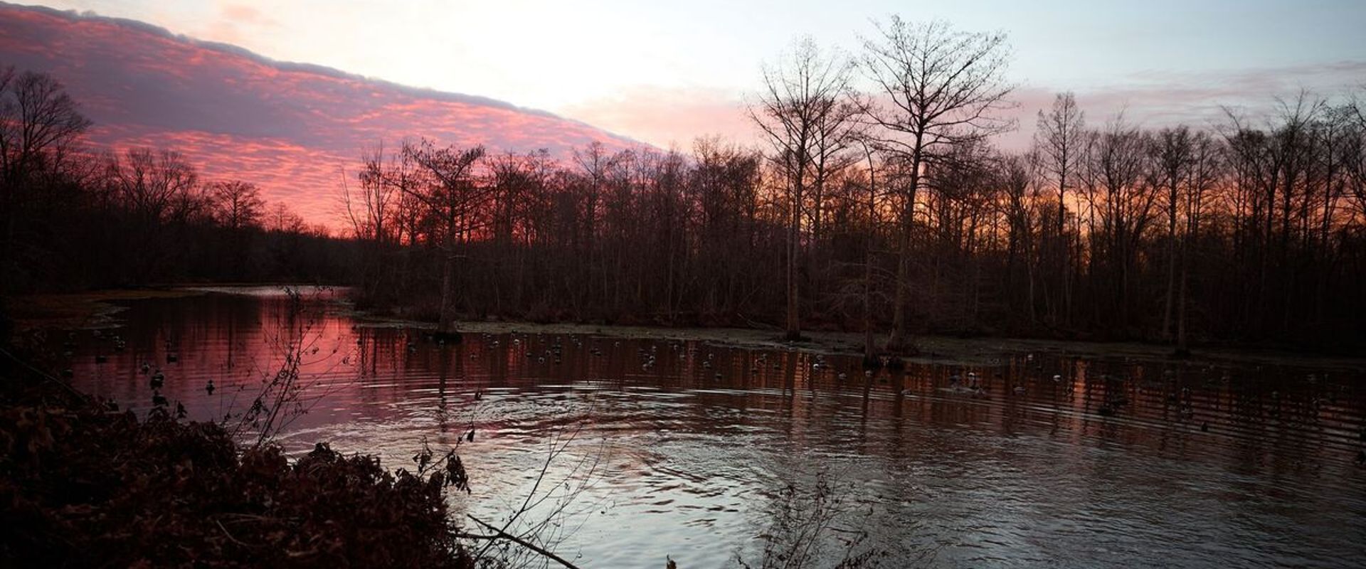 Wide view of water, trees, and decoys, can you hunt waterfowl production areas concept.