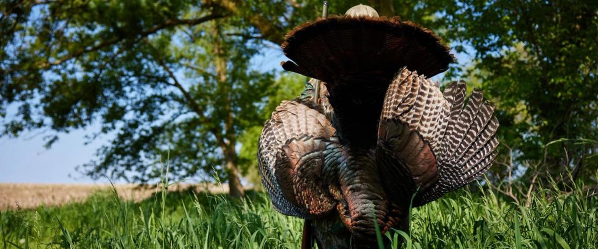 A turkey being held up by a hunter after a hunt, Indiana turkey season concept.