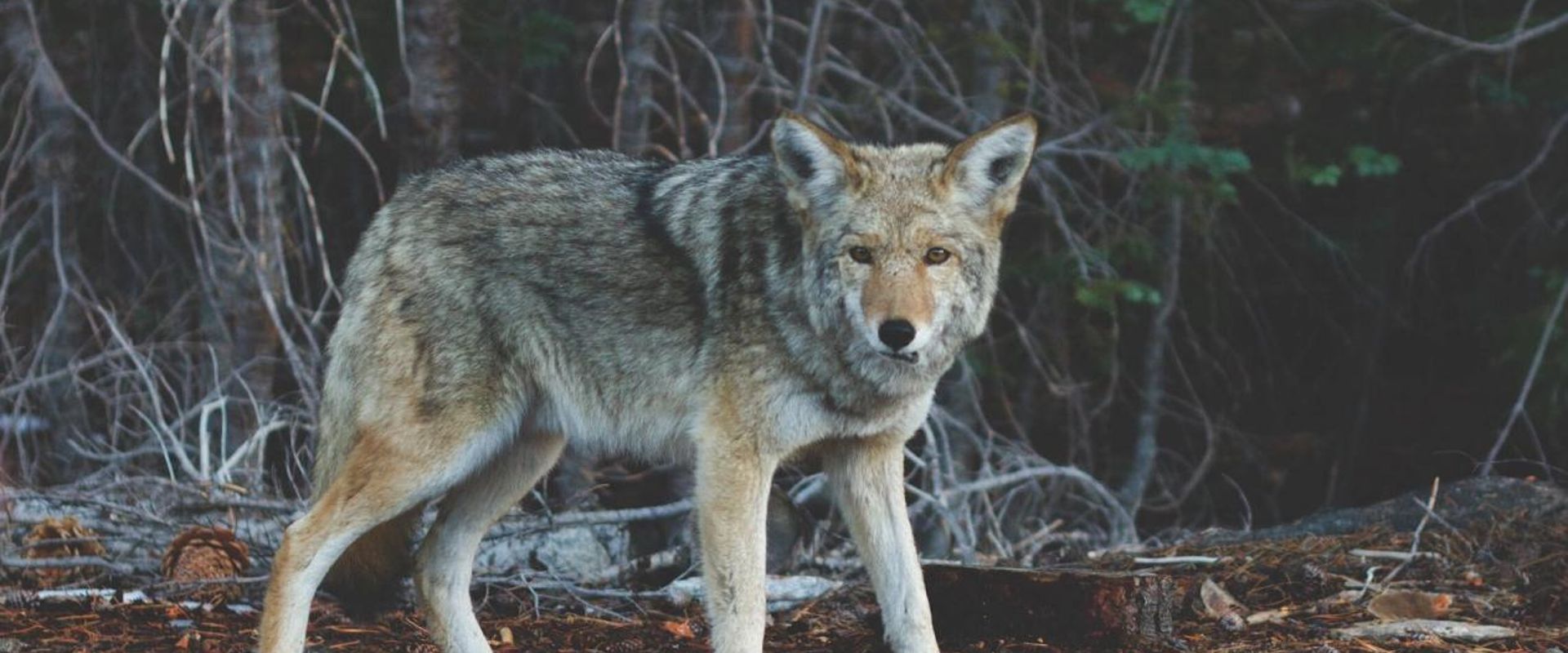A coyote in the brush. 