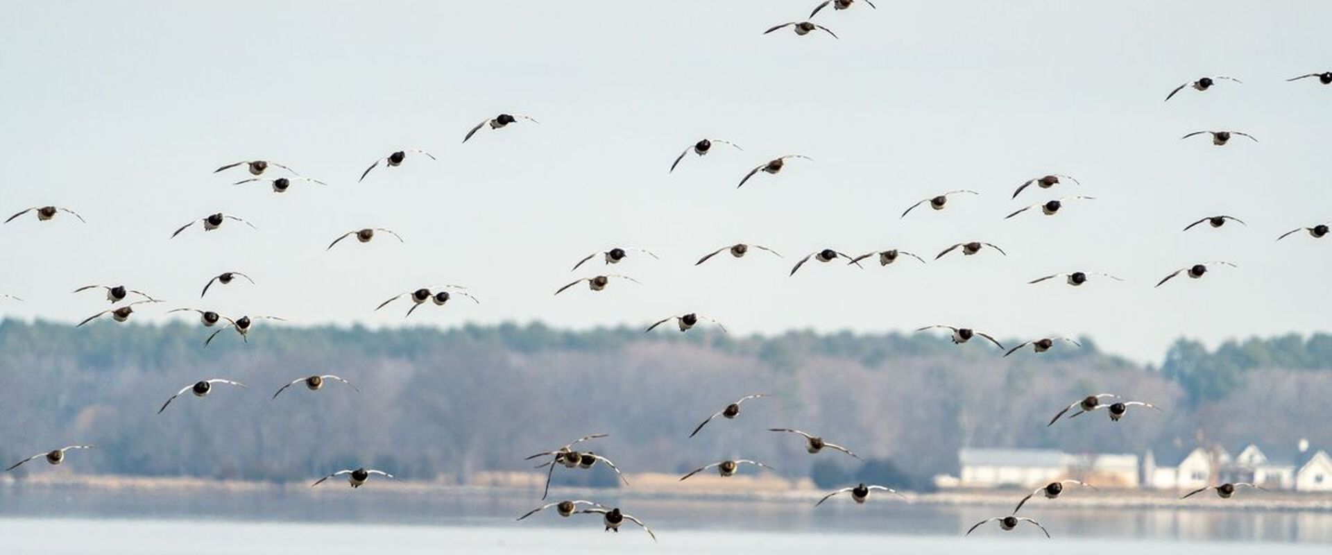 Waterfowl in flight over water, public waterfowl hunting land in Georgia concept.