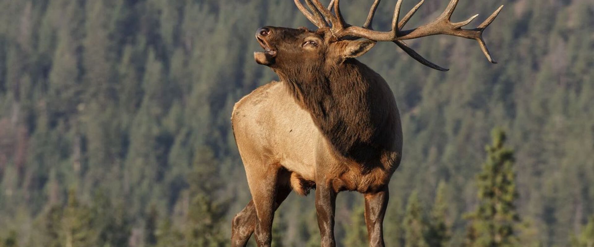 A bull elk bugles on top of a hill.