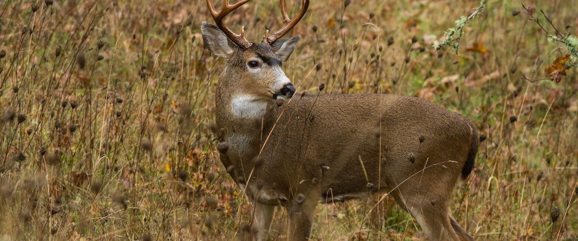 A large black tailed deer in a field, blacktail deer season concept.