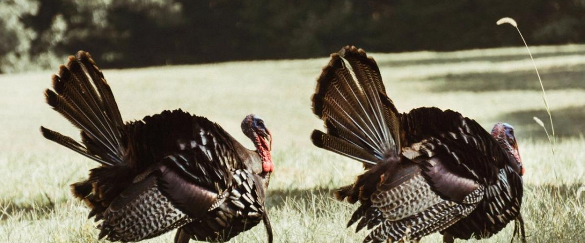 Wild turkey in a field, best times to hunt turkey concept.