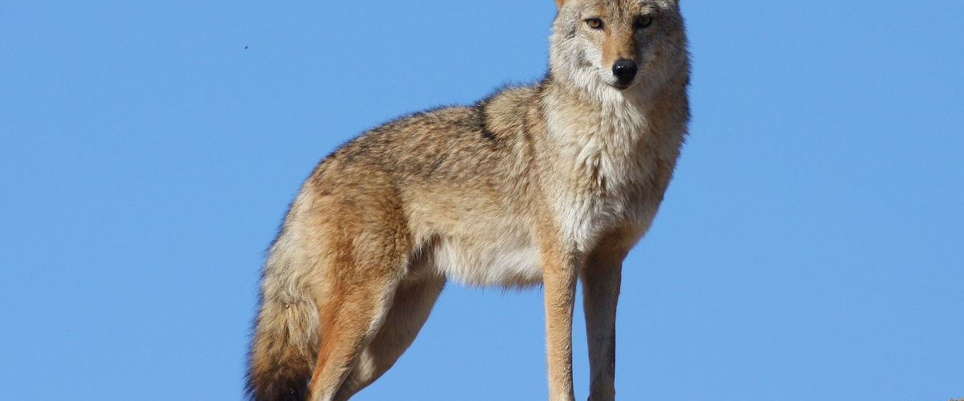 Coyote stands on ridge with blue sky behind, how to find coyotes concept.