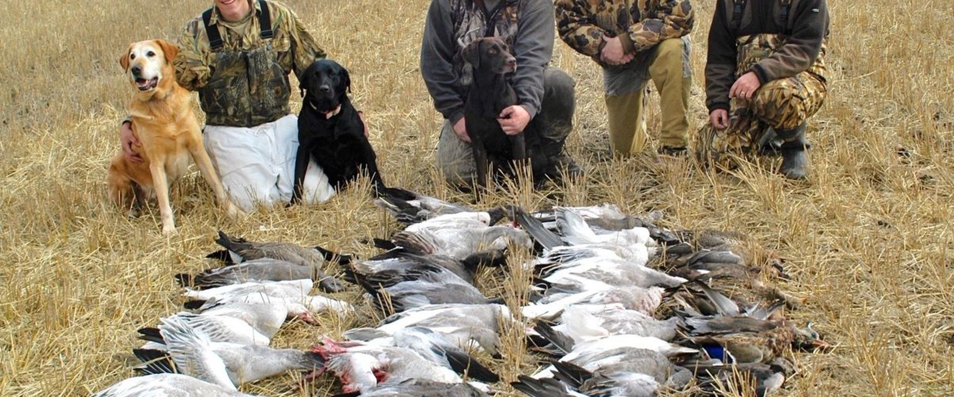Group of hunters with snow goose harvest, Missouri snow goose hunting concept.