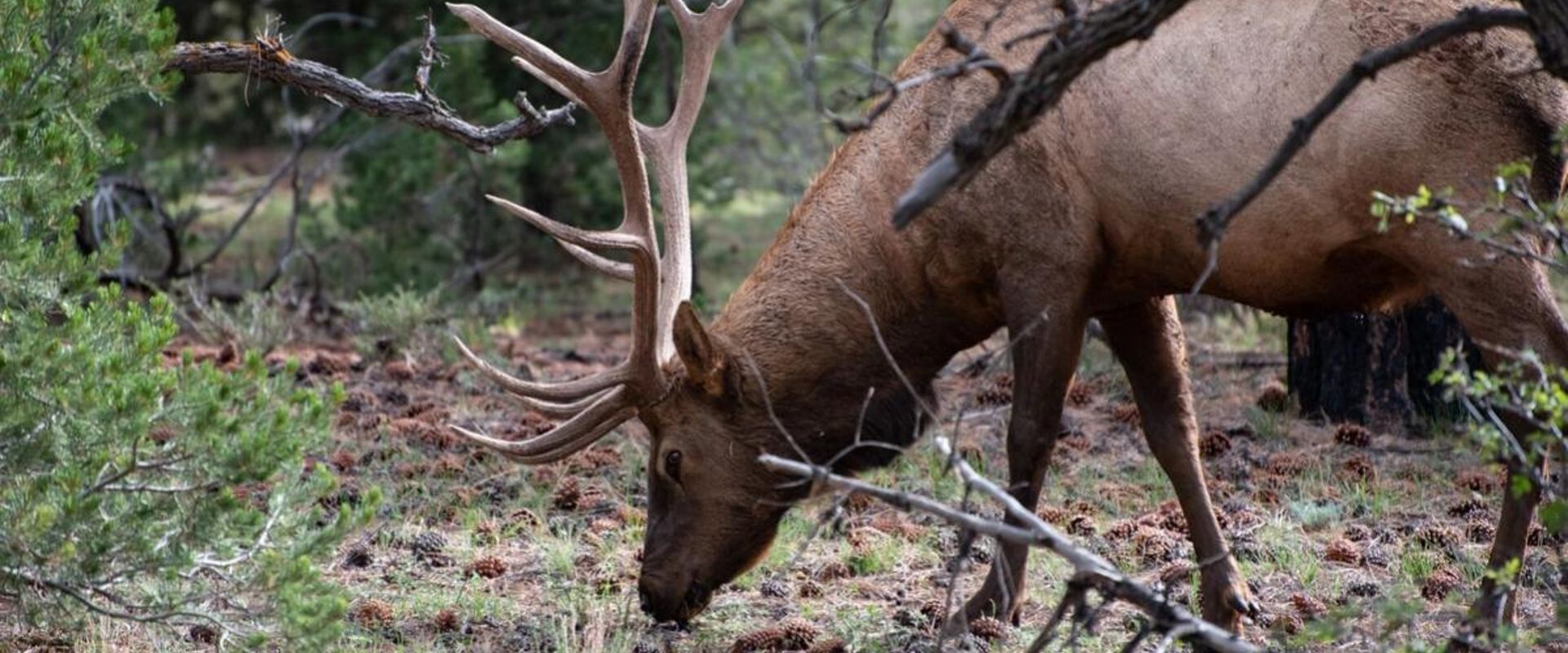 An elk eating in the woods, Arizona elk hunting concept.