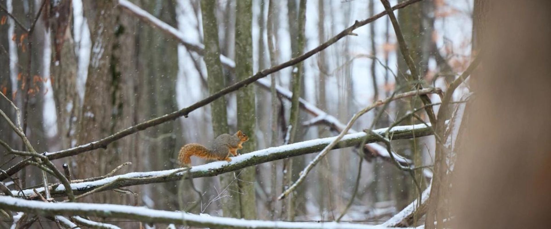 A squirrel sits on a tree branch with snow.