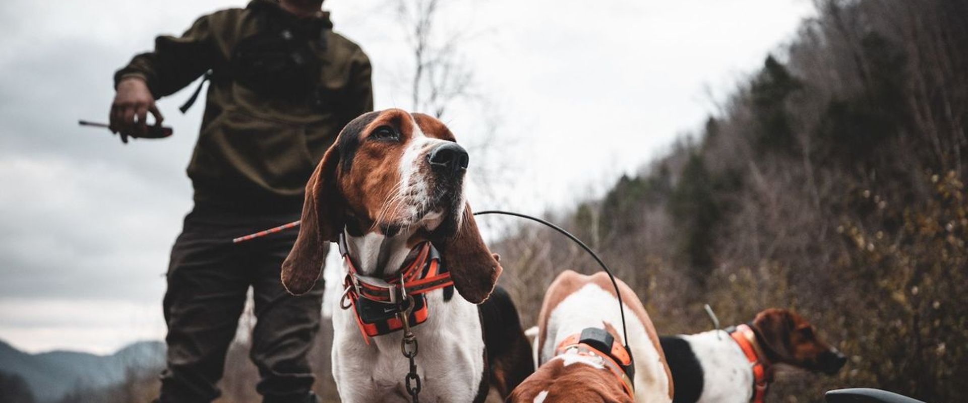 A hunter with dogs on the way to hunt coyotes.